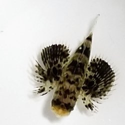 画像5: 《近海産海水魚》セミホウボウ 幼魚（1匹）…ハンドコート採取