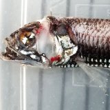 《深海産海水魚》ヨコエソ科の1種(18センチ±）‥画像の個体です