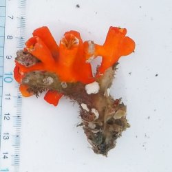画像2: 《近海産海洋生物類》エントウキサンゴ…画像の個体です