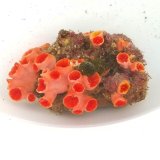 《近海産海洋生物類》オオエダキサンゴ…画像の個体です