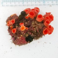 画像2: 《近海産海洋生物類》オオエダキサンゴ…画像の個体です