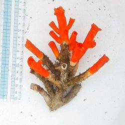 画像1: 《近海産海洋生物類》エントウキサンゴ…画像の個体です