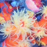 《近海産海洋生物類》エントウキサンゴ…画像の個体です