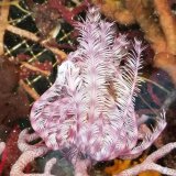 《近海産海洋生物》ウミシダの仲間…ハンドコート採取