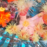 《近海産海洋生物類》オオエダキサンゴ（珍色）…画像の個体です
