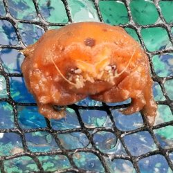 画像3: 《近海産甲殻類》カイカムリ（Sサイズのフリー個体）…ハンドコート採取