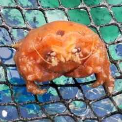 画像2: 《近海産甲殻類》カイカムリ（Sサイズのフリー個体）…ハンドコート採取