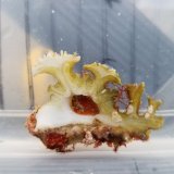《近海産甲殻類》イチョウガイ（銀杏貝）…ハンドコート採取
