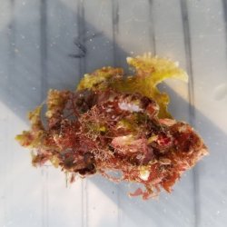 画像2: 《近海産甲殻類》イチョウガイ（銀杏貝）…ハンドコート採取
