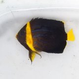 《近海産海水魚》14キンチャクダイ幼魚(幼魚ライン)…近海ハンドコート採取