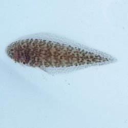画像2: 《近海産海水魚》ササウシノシタ幼魚(画像の個体です)…ハンドコート採取