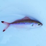 《近海産海水魚》ニセタカサゴ…ハンドコート採取