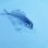 画像6: 《外洋性海水魚》ハナビラウオ幼魚…近海ハンドコート採取…スーパーセール中