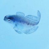 《外洋性海水魚》ハナビラウオ幼魚…近海ハンドコート採取…