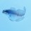 画像1: 《外洋性海水魚》ハナビラウオ幼魚…近海ハンドコート採取…スーパーセール中 (1)