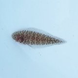 《近海産海水魚》ササウシノシタ幼魚(画像の個体です)…ハンドコート採取