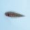 画像1: 《近海産海水魚》ササウシノシタ幼魚(画像の個体です)…ハンドコート採取 (1)