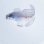 画像3: 《外洋性海水魚》ハナビラウオ幼魚…近海ハンドコート採取…スーパーセール中
