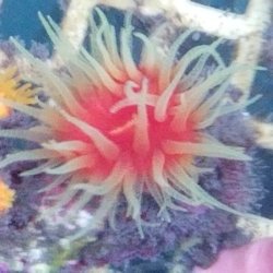 画像3: 《近海産海洋生物類》☆★ハナタテ★☆（Mサイズフリー個体）…