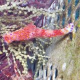 《近海産甲殻類》ニシキウミウシ…ハンドコート採取