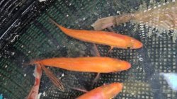 画像5: 《近海産海水魚》ロウソクチビキ（1匹）…ハンドコート採取