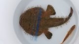 《近海産海水魚》キアンコウ（Sサイズ）…ハンドコート採取