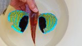 《近海産海水魚》トゲカナガシラ（鰭膜の割れ有）…ハンドコート採取