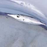 《近海産深海魚》☆★☆サギフエ幼魚の3匹セット(成魚色に変化中です)…ハンドコート採取