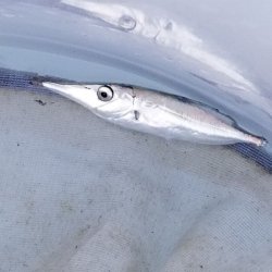 画像1: 《近海産深海魚》☆★☆サギフエ幼魚の50匹(+15匹)セット…ハンドコート採取