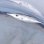 画像5: 《近海産深海魚》☆★☆サギフエ幼魚の10匹(+3匹)セット(成魚色に変化中です)…ハンドコート採取