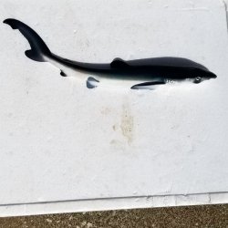 画像1: 《外洋性海水魚》【冷凍】☆★☆ヨシキリザメ幼魚（38センチ前後)‥近海採取