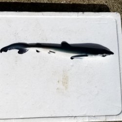 画像3: 《外洋性海水魚》【冷凍】☆★☆ヨシキリザメ幼魚（38センチ前後)‥近海採取
