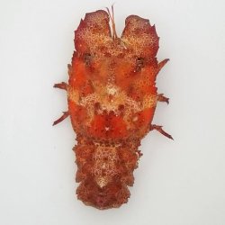 画像3: 《近海産甲殻類》【珍】コブセミエビ（画像状態で12センチ±）…ハンドコート採取