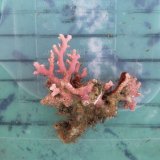 《近海産海洋生物》サンゴモドキ