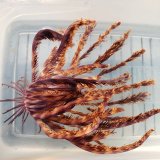 《近海産海洋生物》ツヤウミシダ…ハンドコート採取