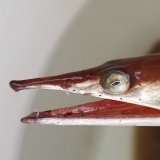 《近海産海水魚》ダイナンウミヘビ…ハンドコート採取