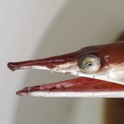 画像1: 《近海産海水魚》ダイナンウミヘビ…ハンドコート採取