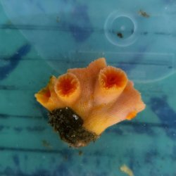 画像1: 《近海産海洋生物》オオエダキサンゴ（橙系）