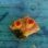 画像1: 《近海産海洋生物》オオエダキサンゴ（橙系） (1)