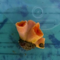 画像2: 《近海産海洋生物》オオエダキサンゴ（橙系）