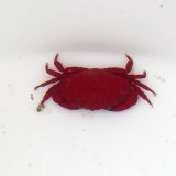 《近海産甲殻類》ベニオウギガニ…ハンドコート採取