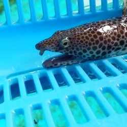 画像4: 【近海産海水魚】モンガラドオシ（今月のスーパープライス！！）…ハンドコート採取