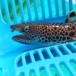 画像1: 【近海産海水魚】モンガラドオシ…ハンドコート採取