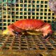 《近海産甲殻類》アカマンジュウガニ（フリー個体）1匹…ハンドコート採取