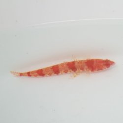 画像1: 《近海産海水魚》アカエソ(画像の個体です)Sサイズ…‥近海ハンドコート採取