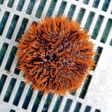 《近海産海洋生物》シラヒゲウニ（橙系）…ハンドコート採取