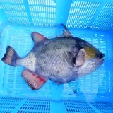 《近海産海水魚》【BigSize】ゴマモンガラ（2Lサイズ）…ハンドコート採取