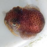 《近海産甲殻類》ミミイカ（Lサイズ）…ハンドコート採取