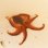 画像2: 《近海産甲殻類》☆★【珍】★☆メジロダコ（画像の個体です）‥当店ハンドコート採取 (2)