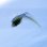 画像7: 《深海性海水魚》【レアサイズ】アカタチ属の幼魚（未同定）状態極！餌食べています！…近海ハンドコート採取